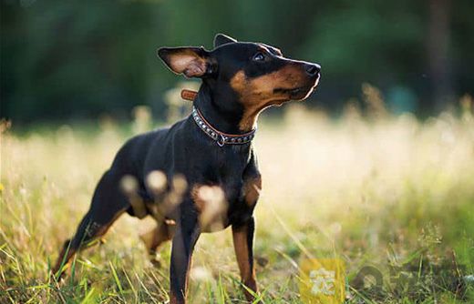 小鹿犬的优点与缺点，你知道多少？